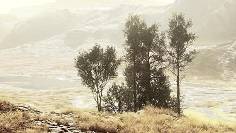A serene hillside with a cluster of trees overlooking a lush green landscape Ilustração Stock
