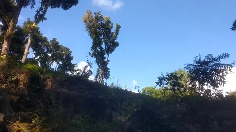 Serene Hillside Trees Under Blue Sky Видео 335825640