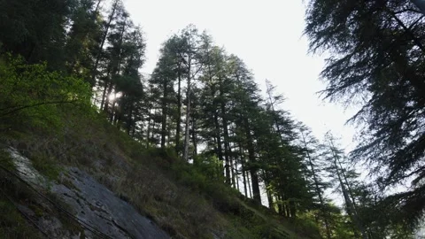 Serene Himalayan Pine Forest With Sunlight Breaking Through and Dense Green Video stock 345252959
