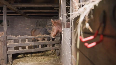 Serene horse peeks out from rustic stable environment distractedly. Peaceful Stock Footage 338440012