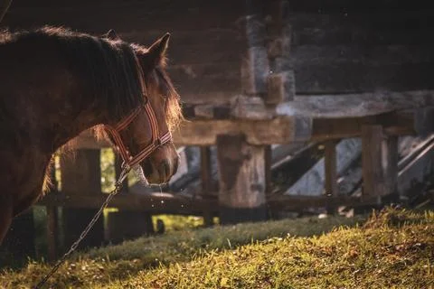 Serene Horse in Rustic Setting Foto stock