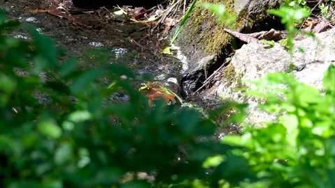 A serene image capturing a tranquil stream flowing over rocks, accompanied by Stock Footage 302258022