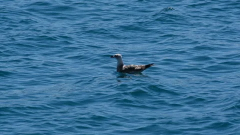 A serene image depicts a seagull gliding gracefully across calm waters 動画素材 315217798