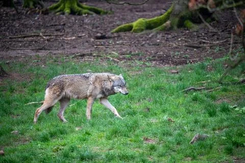 A serene image of a grey wolf gracefully striding across a field of vibrant g Stock Photos