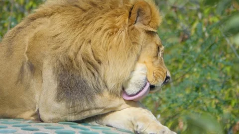 A serene image of a lion lying down and grooming itself, highlighting the p.. Stock Footage 293088440
