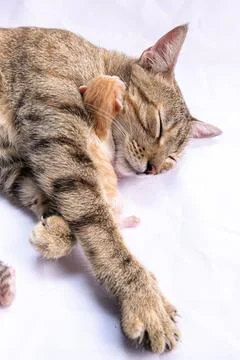 Serene image of a sleeping cat lying on a bed with a small kitten perched nearby 스톡 사진