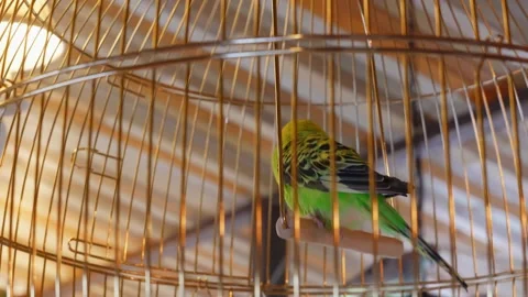 Serene indoor setting showcasing gentle budgie in sunlit comfort Stock-Footage 332039771