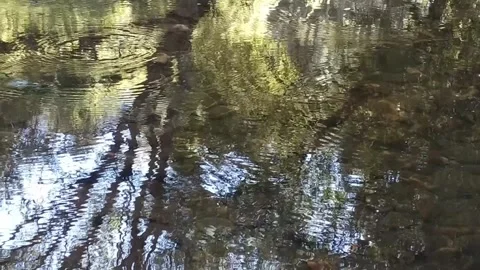 Serene Insects Dancing Above Rippling Water Surface Outdoors Stock Footage 333666830