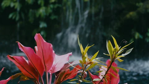 Serene Jungle Scene Featuring Vibrant Leaves And Flowing Waterfall 库存影片 334877653