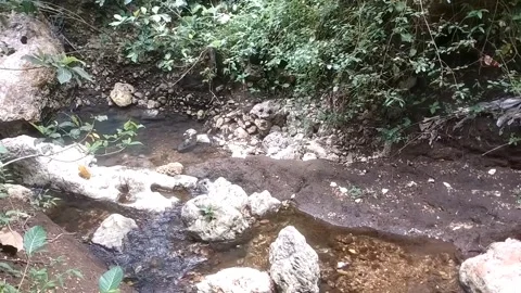 Serene Jungle Stream Vidéo 332923514