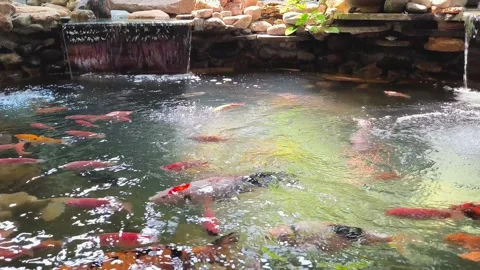 Serene Koi Fish Pond Stock Footage 339039832