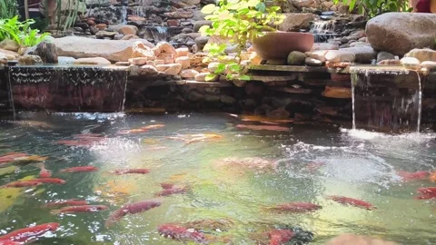 Serene Koi Fish Pond Stock Footage 339040009