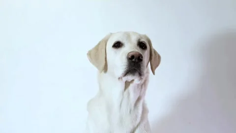 Serene Labrador Gazes, White Background Stock Footage 259867105