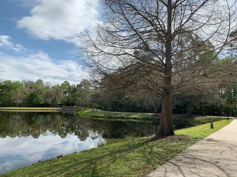 Serene Lake with Bare Tree Stock Photos