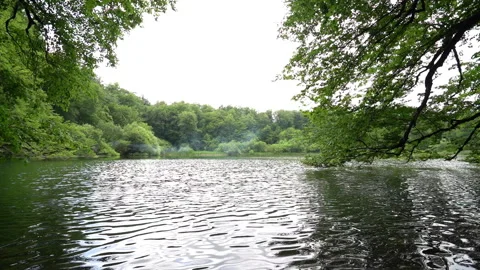 A Serene Lake Surrounded by Thick Forest Video stock 312762638