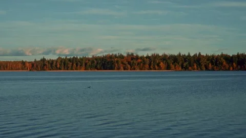 Serene lake view with distant forest horizon Stock Footage 301125860