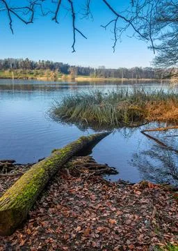 Serene lake view with fallen log Stock Photos