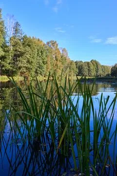 Serene Lake View with Lush Greenery and Clear Sky Stock Photos