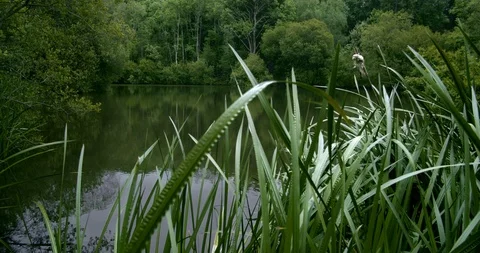 Serene lake view through under growth Stock Footage 111960532