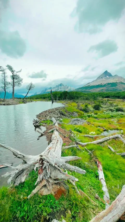 A serene lakeside scene with fallen trees, mountains in the background, and Stock Footage 276424711