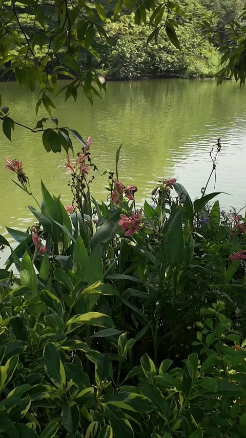 Serene Lakeside Scene with Trees and Blooming Flowers 4K Stock Footage 317098288