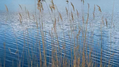 Serene lakeside with tall grass in breeze Stock-Footage 273617536
