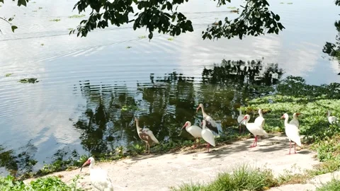 Serene Lakeside View down ramp with Bird Flock Amidst Lush Greenery and Reflecti Stock Footage 306403787