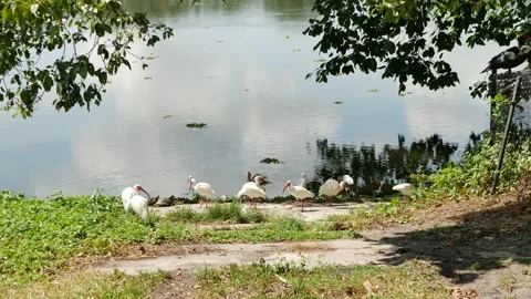 Serene Lakeside View down ramp with Bird Flock Amidst Lush Greenery and Reflecti Stock Footage 306427270