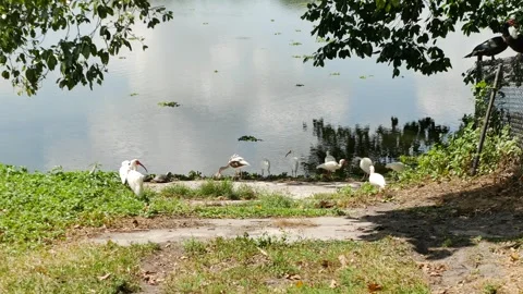 Serene Lakeside View down ramp with Bird Flock Amidst Lush Greenery and Reflecti Stock Footage 306427290