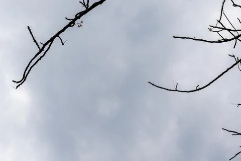 A serene landscape of bare tree branches against a cloudy sky Stock-Fotos