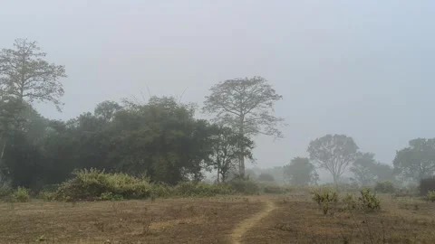 A serene landscape captured in a thick morning mist. Stock Footage 324836053