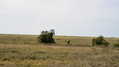 A Serene Landscape Featuring Expansive Open Grassland Beneath a Clear Blue Sky Stock Photos