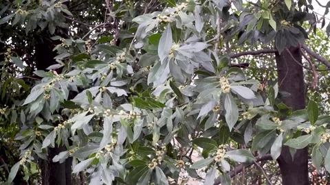 A serene landscape featuring a large tree at sunset Stock Footage 304154409