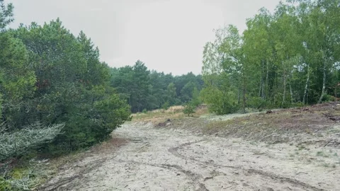 A Serene Landscape featuring a Sandy Path surrounded by vibrant and lush Foliage Stock Footage 312437855