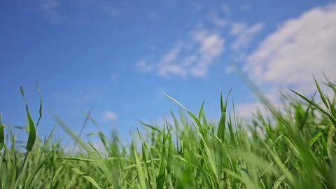 Serene landscape of green grass and blue sky captured in dreamy slow motion. Stock Footage 310098705