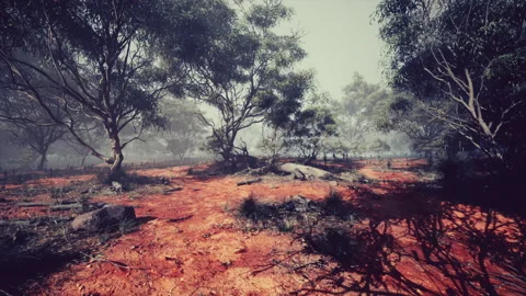 Serene landscape with gumtrees and reddish soil during a misty morning Stock Footage 284725524
