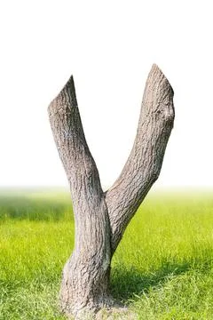 A serene landscape image features a unique, aged, forked tree trunk with roug Stock Photos