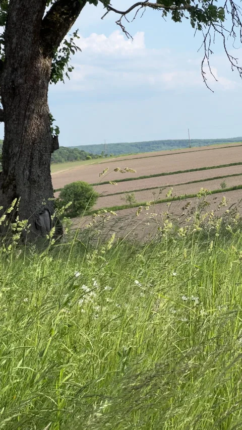 A serene landscape with a lone tree in fields under a bright blue sky filled 스톡 동영상 306087746