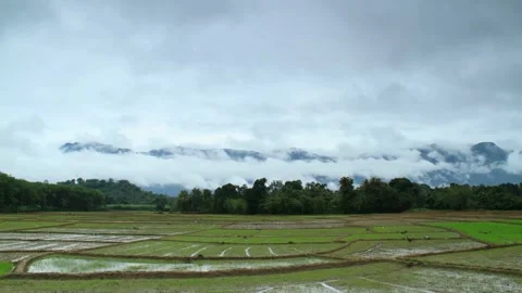 Serene Landscape of Paddy Fields and Misty Mountains Stock Footage 311491638