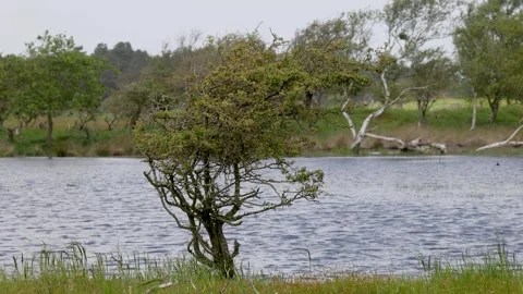 A serene landscape with a small tree by the water's edge, surrounded Vidéo 297016091