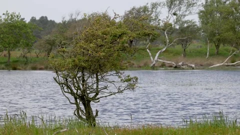 A serene landscape with a small tree by the water's edge, surrounded Video stock 297785233