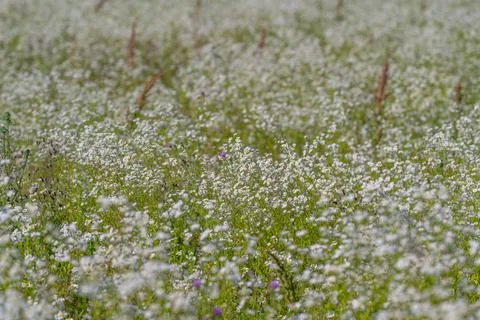A serene landscape unfolds with endless fields covered in tiny white blossoms Stock Photos
