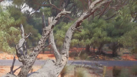 Serene Landscape With a Weathered Tree Branch in a Tranquil Setting Stock Footage 344929295