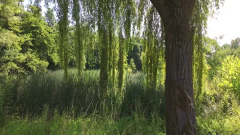 Serene landscape with willow tree and lush greenery Video stock 324474061
