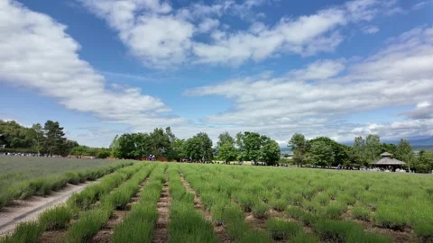 Serene Lavender Fields Under a Clear Sky Stock Footage 313838314