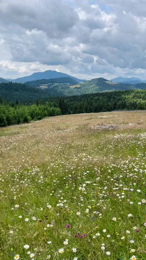 Serene layered mountain landscape with lush wildflower field in foreground Stock Footage 344412093