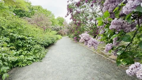Serene Lilacs Bloom Gracefully Over a Quiet Park Path After the Rain Stock Footage 334869818