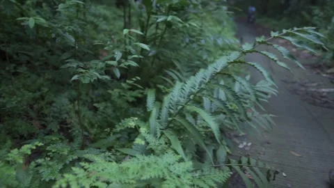 A serene, low-angle perspective showing a walk through a mountain forest. Tall,  Stock Footage 340650116