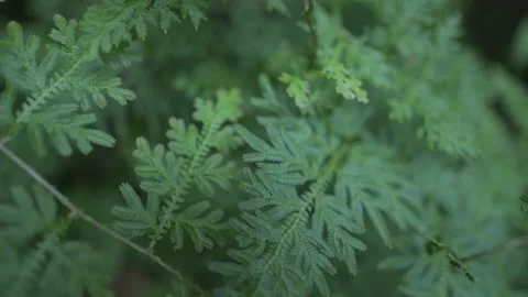A serene, low-angle perspective showing a walk through a mountain forest. Tall,  Stock Footage 340650404