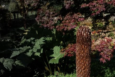 Serene lush forest environment. Calm natural setting showcasing rich botanical d Stock Photos